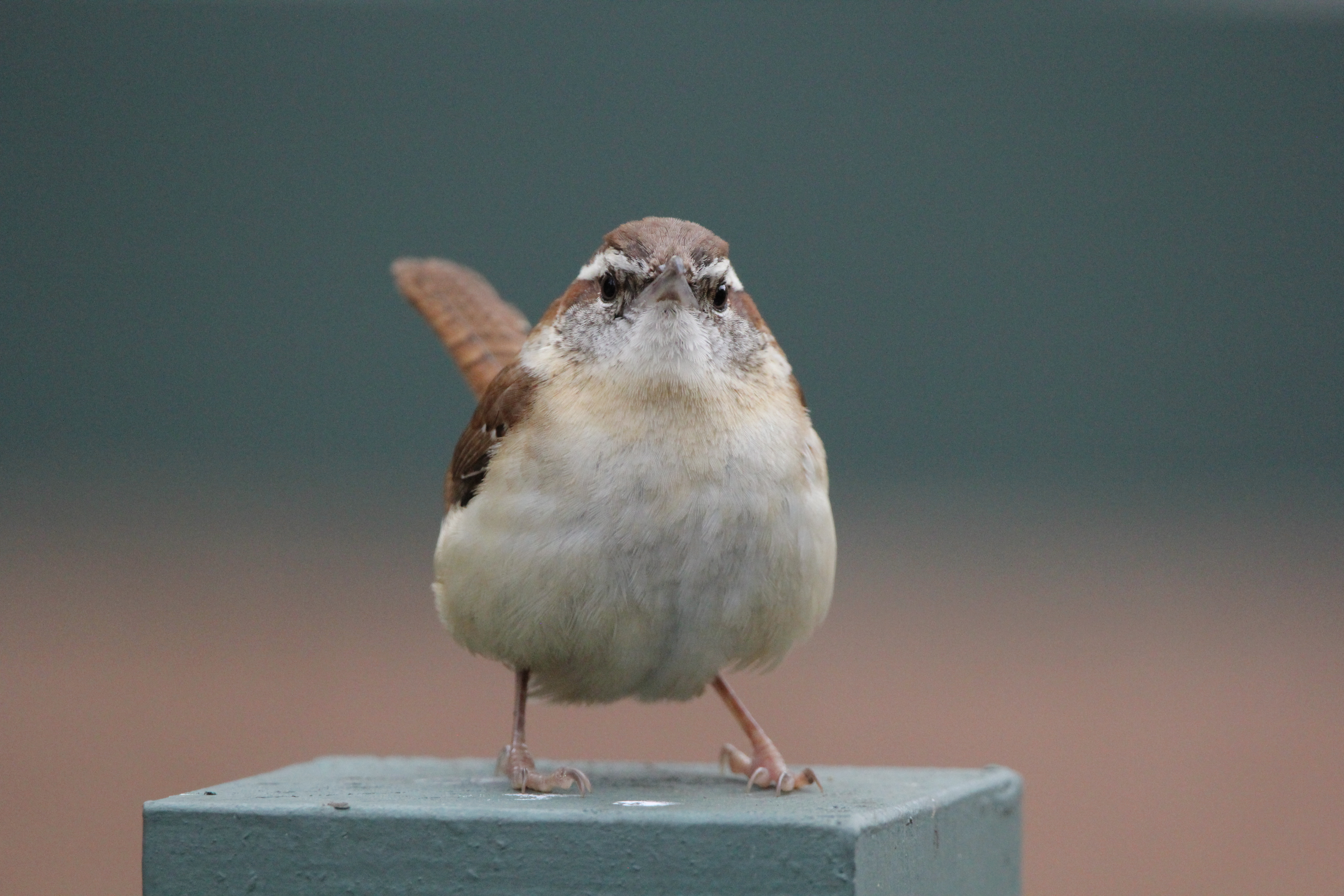 Carolina Wren