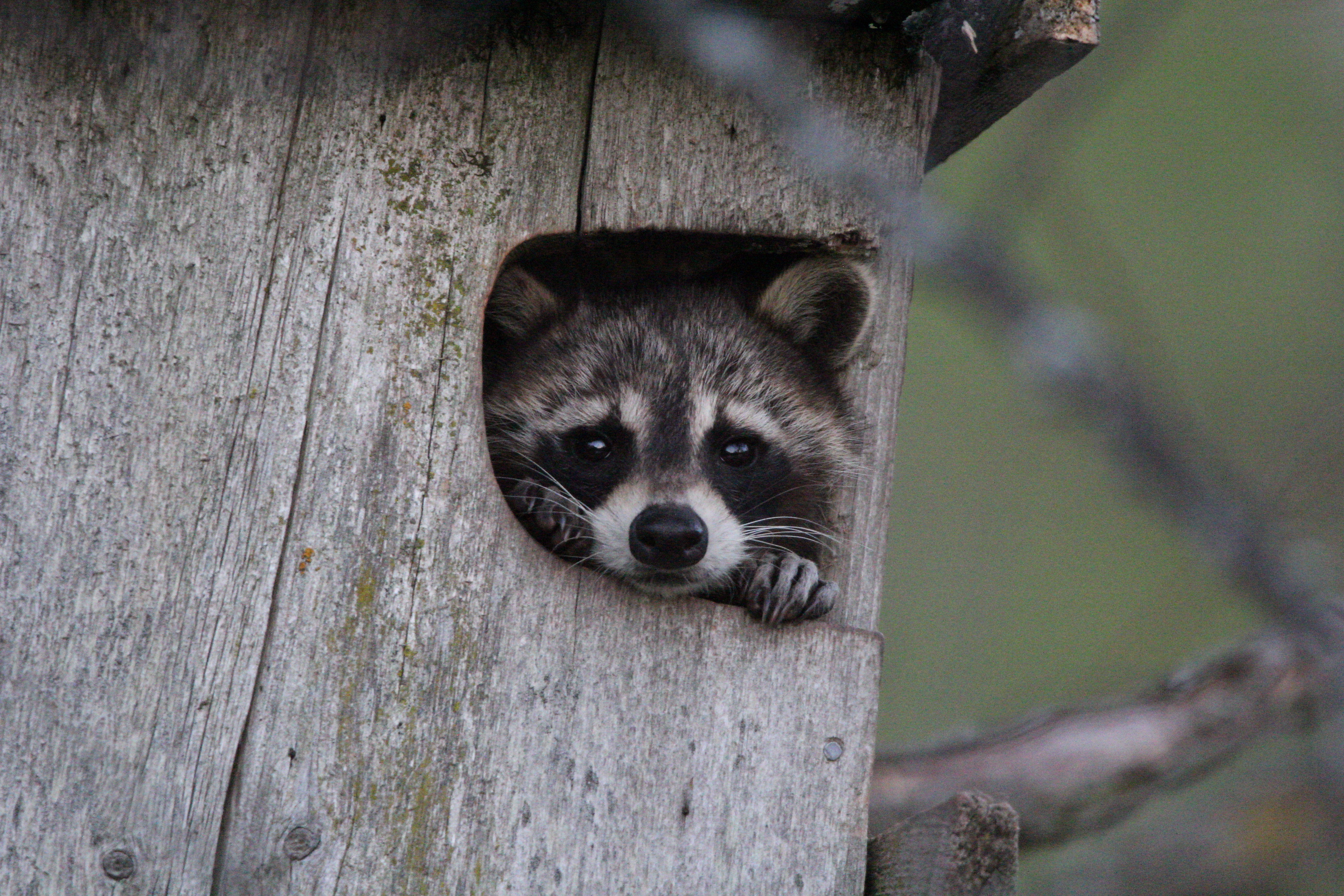 Racoon in bird box